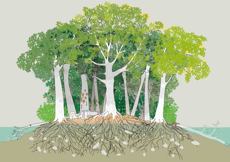 Création illustration forêt alluviale, pic noir, loutre, renouée du japon